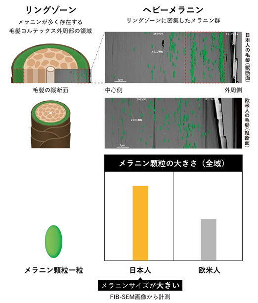 リングゾーンとヘビーメラニンについての図解