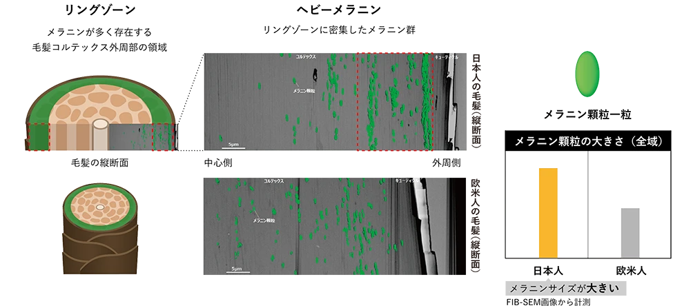 日本人と欧米人の毛髪断面図の比較。日本人の毛髪は外周部にメラニンが多く存在しサイズも大きい