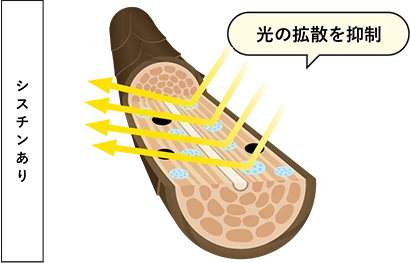シスチンありの場合は光の拡散を抑制
